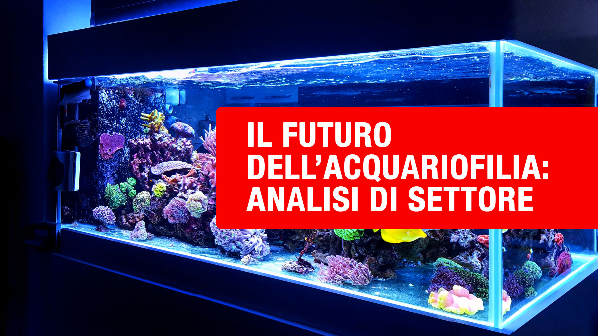 acquariofilia