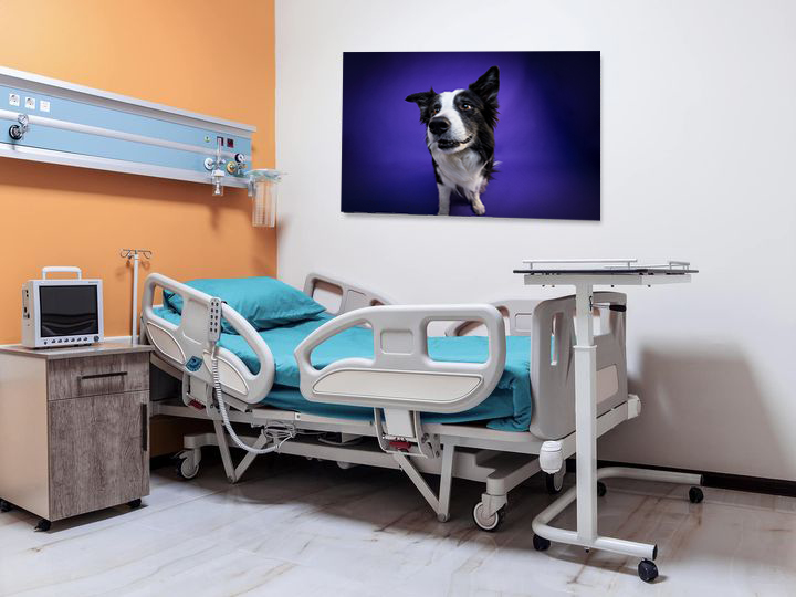 foto cane studio medico